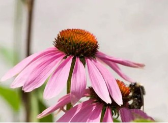 Why is echinacea extract of general interest?