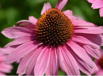 What is the use of adding echinacea extract to feed?