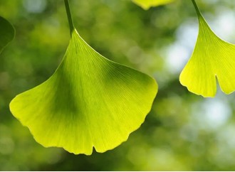 Which groups is suitable for Ginkgo biloba extract ratio extract?