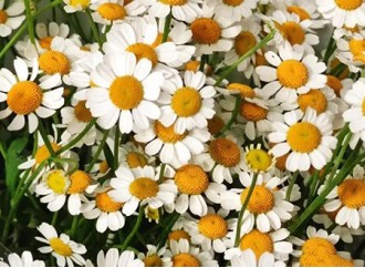 How friendly is chamomile extract for sensitive skin?