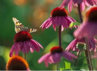 As the best-selling medicinal plant, what are the applications of echinacea extract?