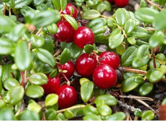 Why is Cranberry Extract Recommended for Dietary Supplement Ingredients?