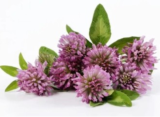 The efficacy and value of leguminous plant red clover extract