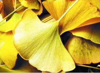 Is the market potential of Ginkgo biloba extract powder great?