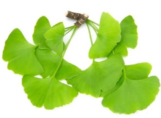 Do you know how complex the composition of Ginkgo biloba extract is?