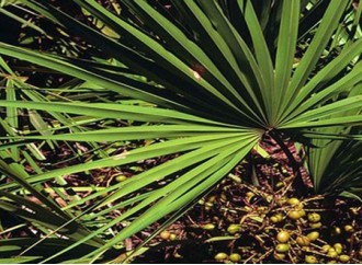 Why are saw palmetto extract supplements popular in the US?