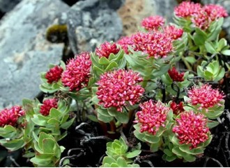 The skincare benefits of Rhodiola Rosea extract Rosavins and Salidroside 