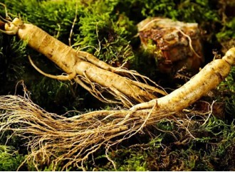 Efficacy and benefits of ginseng extract Ginsenosides on skin