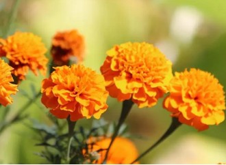 What is the market competitiveness of marigold extract lutein?