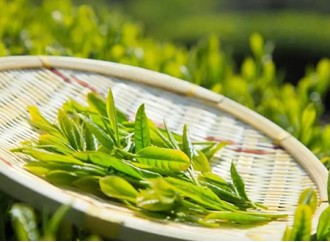 Healthcare effects of tea polyphenols from green tea extract