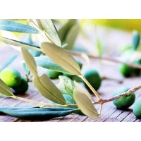 Olive leaf extract oleuropein