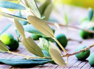 What are the uses of olive leaf extract for skin care?