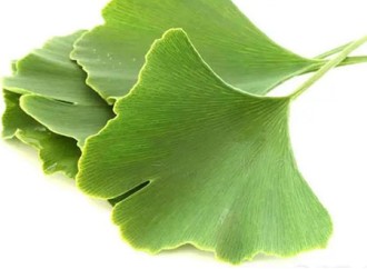 Ginkgo biloba extract can be used for cardiovascular and cerebrovascular diseases