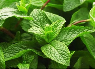 Lemon Balm Leaf: An Anxiety-Reducing Miracle Herb