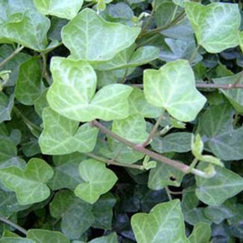 Ivy extract Hederacoside C
