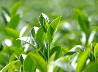 Where can L-theanine CAS No 3081-61-6 in tea extract be applied?