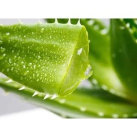 Aloe Vera Extract For Skin