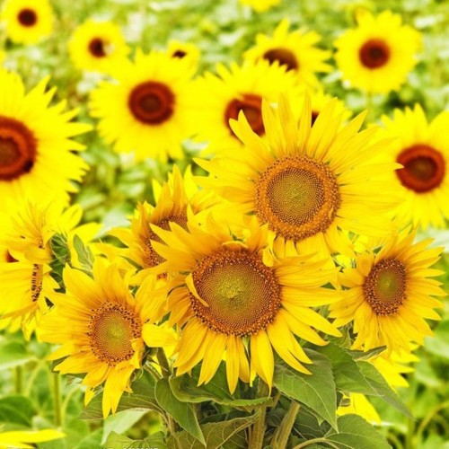 Sunflower Extract--50% Phosphatidylserine Helianthus Annuus Extract