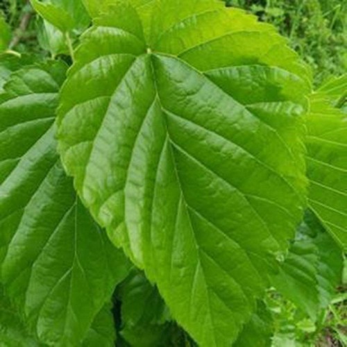 White Mulberry Leaf Extract