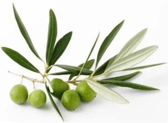 Strong antioxidant factor in olive fruit extract