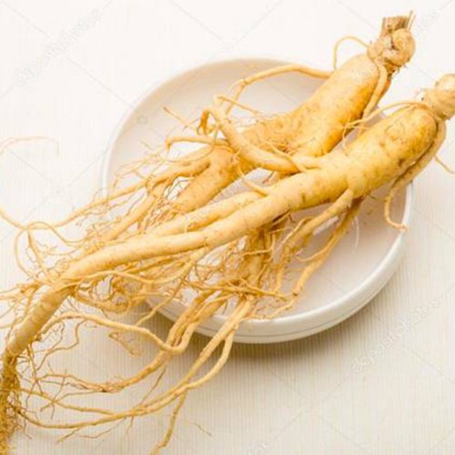  American Ginseng Extract
