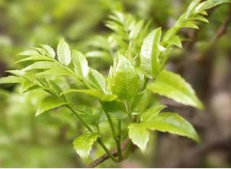 Study on the Effect of Vine Tea Extract