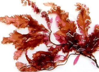 New research shows that red seaweed powder can inhibit virus from infecting cells