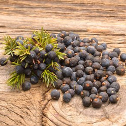 Natural Juniper Berry Extract-4:1-20:1