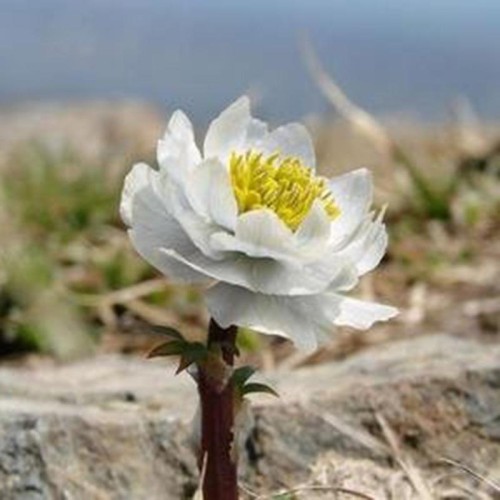 Snow Lotus Herb Extract