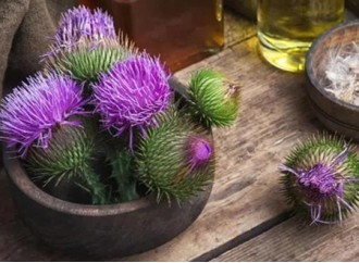 Research shows: milk thistle extract can protect the liver