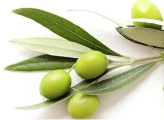 Why is olive leaf extract applied to many industries