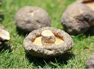 Shiitake mushroom extract: high-profile immune component, hot ingredient that is growing rapidly on the Amazon platform