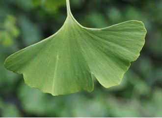 Besides supporting brain health, ginkgo biloba extract has these benefits