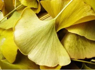 How to rationally understand Ginkgo biloba extract?