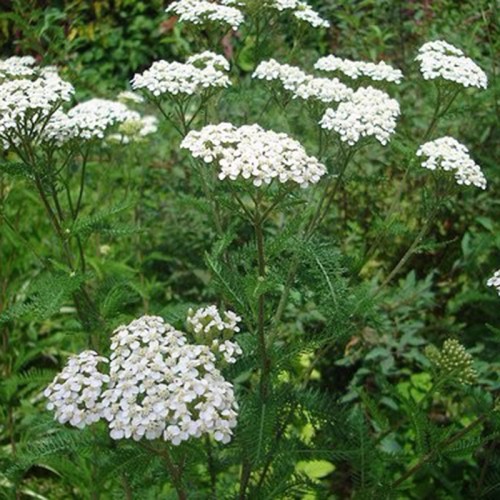 Yarrow Extract