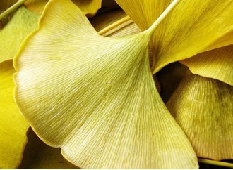 Analyzing the Phytochemical Properties of Ginkgo Biloba Extract 
