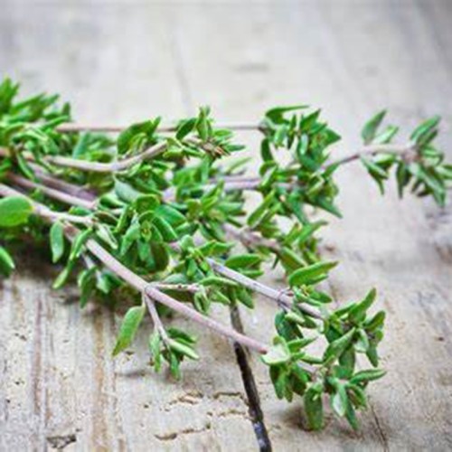 Thyme Extract 4:1 TLC