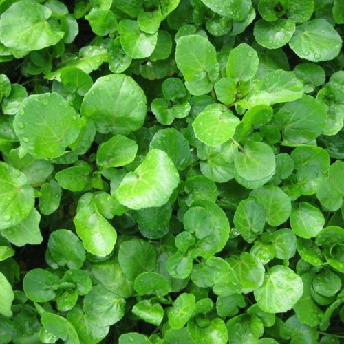 Watercress Extract