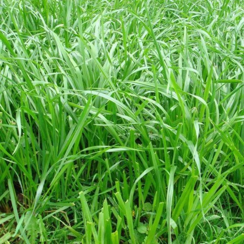Wheat Grass Extract