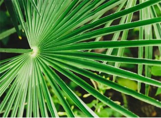 Saw Palmetto Extract May Address This Men's Health Concern