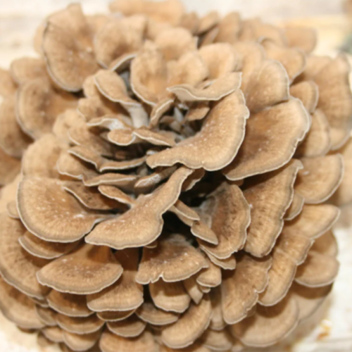 Maitake Mushroom Extract 30% polysaccharide UV