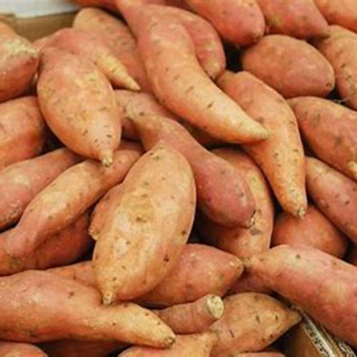 Sweet Potato Extract 4:1 TLC