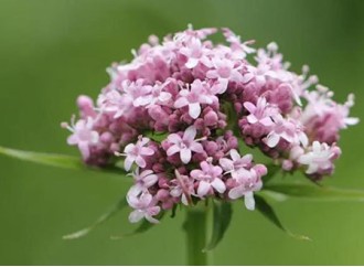 What are the functions and benefits of valerian extract? Who is it suitable for supplementing?