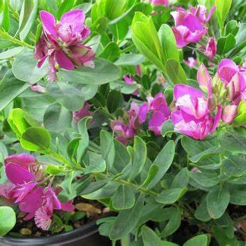 Polygala Extract