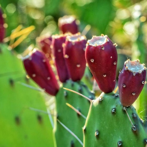 Prickly Pear Cactus Extract