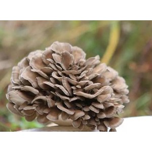 Health care benefit and potential medicinal value of maitake mushroom extract