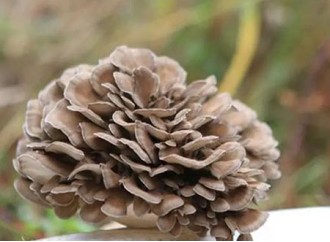 Health care benefit and potential medicinal value of maitake mushroom extract