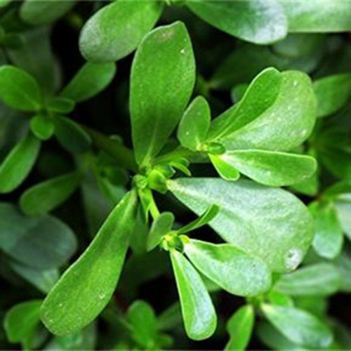 Portulaca Oleracea Extract