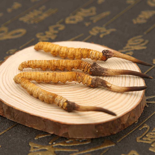 Cordyceps Sinensis Extract