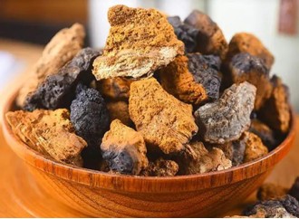 What are the precious ingredients of Chaga Mushroom Extract, which are chased by everyone?